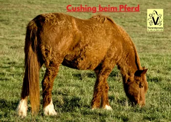 PPID – Dysfunktion der Pars intermedia der Hypophyse PPID – Dysfunktion der Pars intermedia der Hypophyse