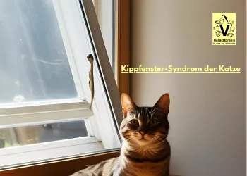 Kippfenster-Syndrom der Katze Kippfenster-Syndrom der Katze