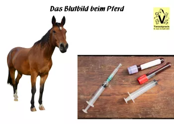 Blutbild beim Pferd