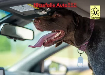 Kann Ihr Auto zur Hitzefalle werden? Kann Ihr Auto zur Hitzefalle werden?